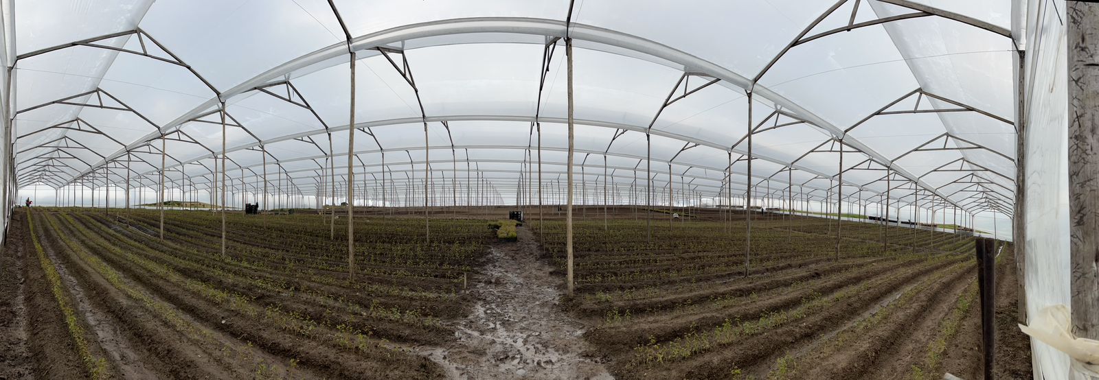 Wide view of Emerald Flowers greenhouse
