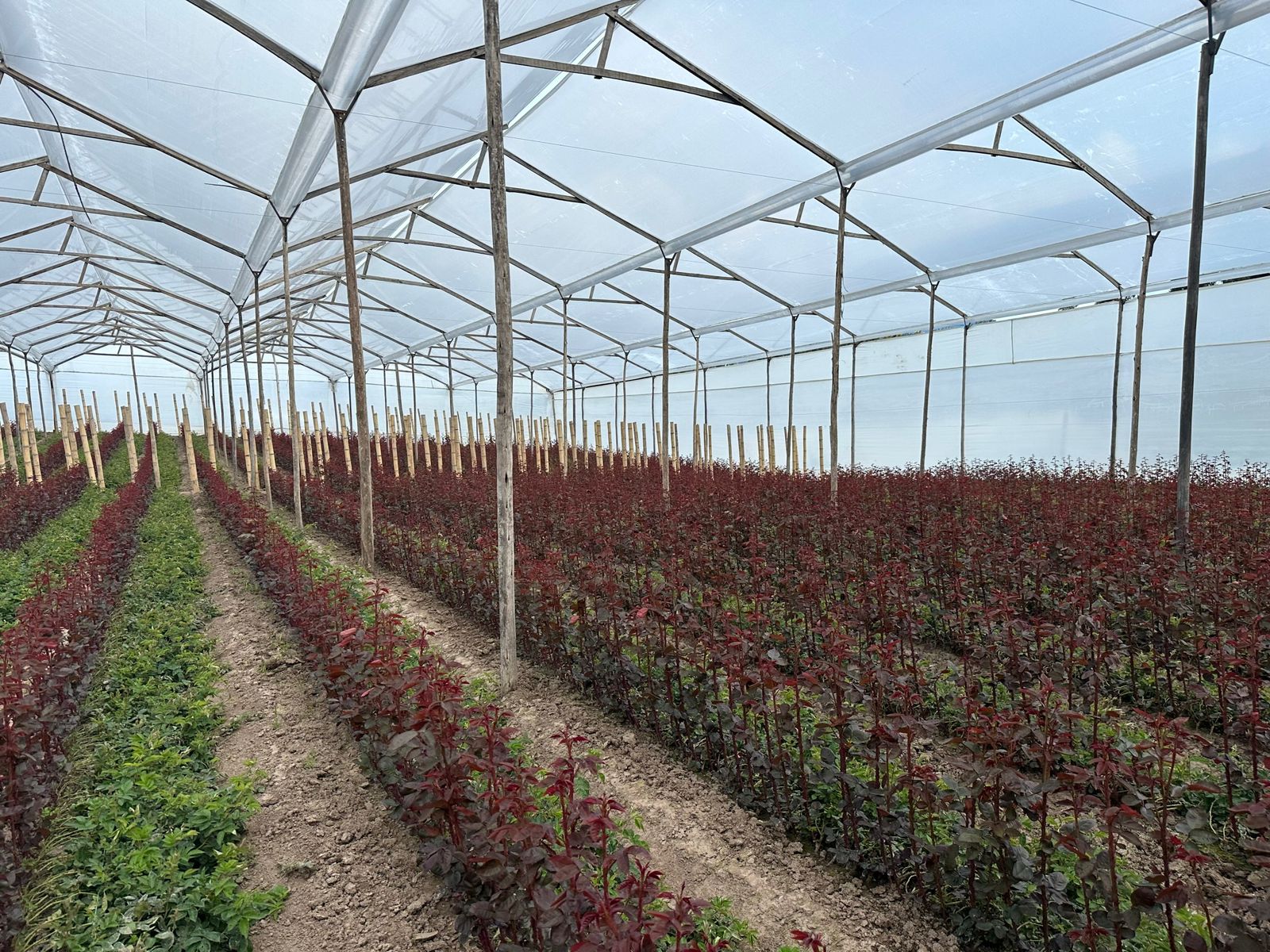 Greenhouse with rows of premium red roses